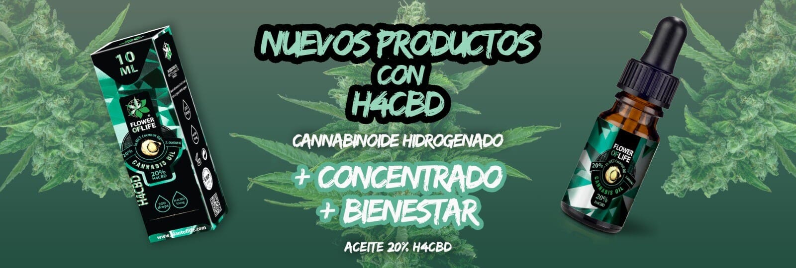 NUEVO ACEITE DE COCO CON 20% H4CBD
